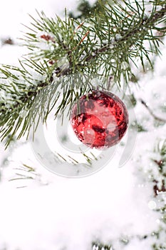 Christmas red balls on pine tree branch covered with snow.