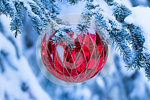 Christmas red bauble is on the fir tree snowy branch