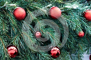 Christmas red Christmas balls on the background of Christmas tree branches pattern