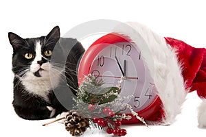 Christmas red clock and a cat on a white