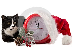 Christmas red clock and a cat on a white