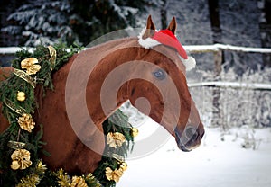 Christmas red don horse in red cap in the winter