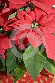 Christmas red flower