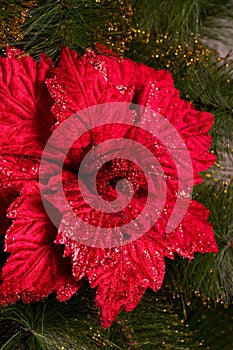 Christmas red flower