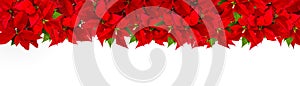 Christmas red flower poinsettia Floral border