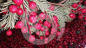 Christmas Red Holly Berries Branches border decor banner wallpaper background evergreen spruce tree pine needles.