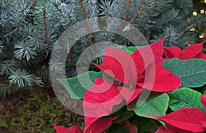 Christmas red poinsettia against a blue spruce background.