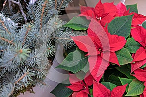 Christmas red poinsettia against a blue spruce background