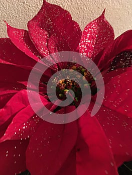 Christmas Red Pointsetta