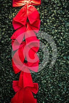 Christmas red ribbon bow on green leaves.