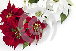 Christmas red and white star