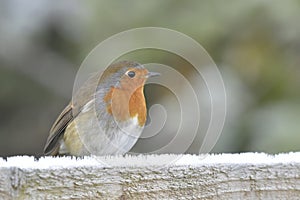 Christmas robin sat on frost covered fence rail