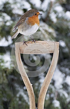 Christmas Robin in the Snow photo