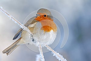 Christmas Robin In Winter