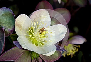 Christmas rose