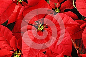 Christmas rose background