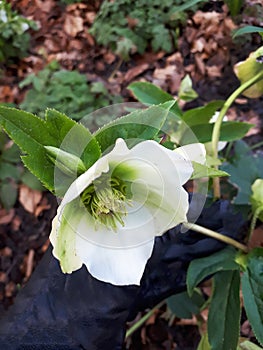 A Christmas Rose flower in Burnley Lancashire