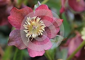 Christmas rose flower macro