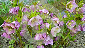 Christmas rose in full blooming.colourful freshness of winter flowering Hellebores