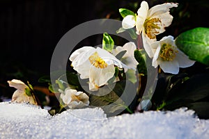 Christmas rose, Helleborus niger in the frozen snow