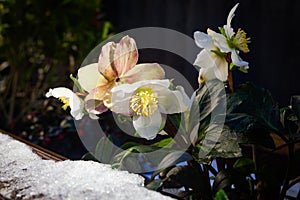 Christmas rose, Helleborus niger in the snow