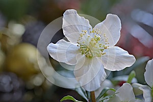 Christmas Rose