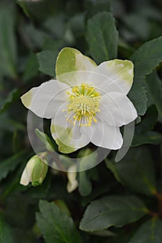 Christmas rose WinterSun