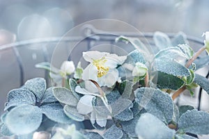 Christmas roses in frosty winter