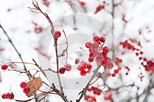 Christmas rowan berry branch. Hawthorn berries bunch. Rowanberry twig in snow. winter berry. Berries of red ash in snow