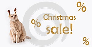 Christmas sale banner. Funny cat wearing deer horns on white background. Surprised cat. Christmas sale creative concept. Copy