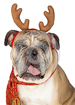 Christmas Santa BullDog With Reindeer Antlers