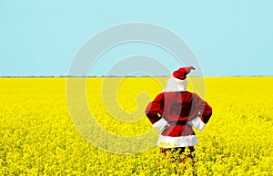 Christmas Santa Claus  in blooming yellow field.