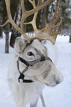 Christmas Santa Claus deer