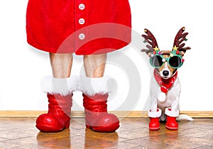 Christmas santa claus dog