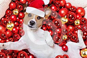 Christmas santa claus dog and xmas balls as background