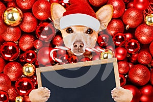 Christmas santa claus dog and xmas balls