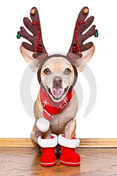Christmas santa claus reindeer dog