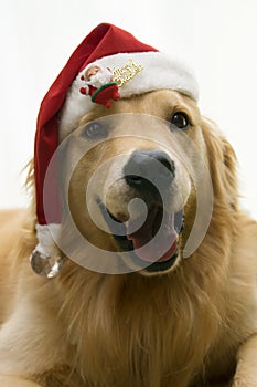 Christmas santa dog photo