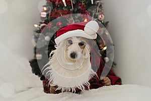 CHRISTMAS SANTA DOG. JACK RUSELL PUPPY WEARING BEARD, RED HAT A