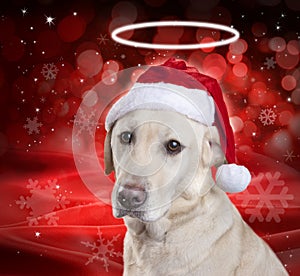 Christmas Santa Hat Dog
