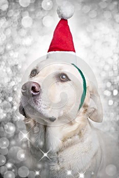 Christmas Santa Hat Sparkle Dog