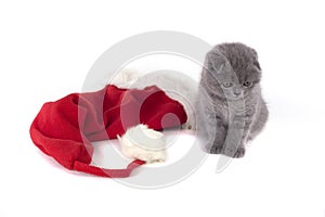 Christmas scottish fold kitty