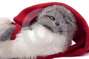 Christmas scottish fold kitty