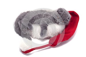 Christmas scottish fold kitty