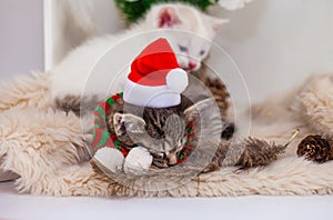 Christmas seals. A cat in a Christmas hat is sleeping