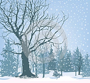 Christmas snow landscape wallpaper. Snowy forest background. Tree without leaves over snow. Winter park or garden.