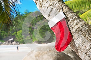 Christmas sock on palm tree at exotic tropical beach