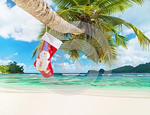 Christmas sock on palm tree at exotic tropical beach