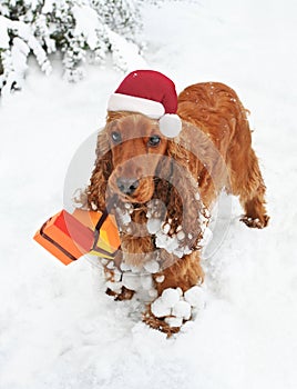 Christmas Spaniel in Snow bearing Gifts