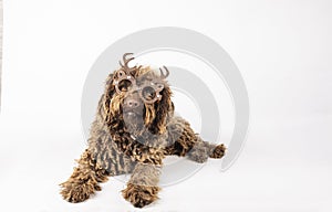 Christmas spirit: dog with curly fur and festive glasses lying on white background